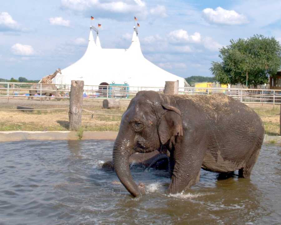 Elefanten baden