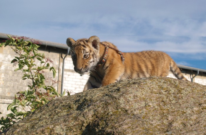 Tiger auf Stein