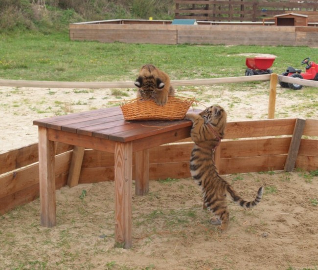 Tiger auf dem Tisch