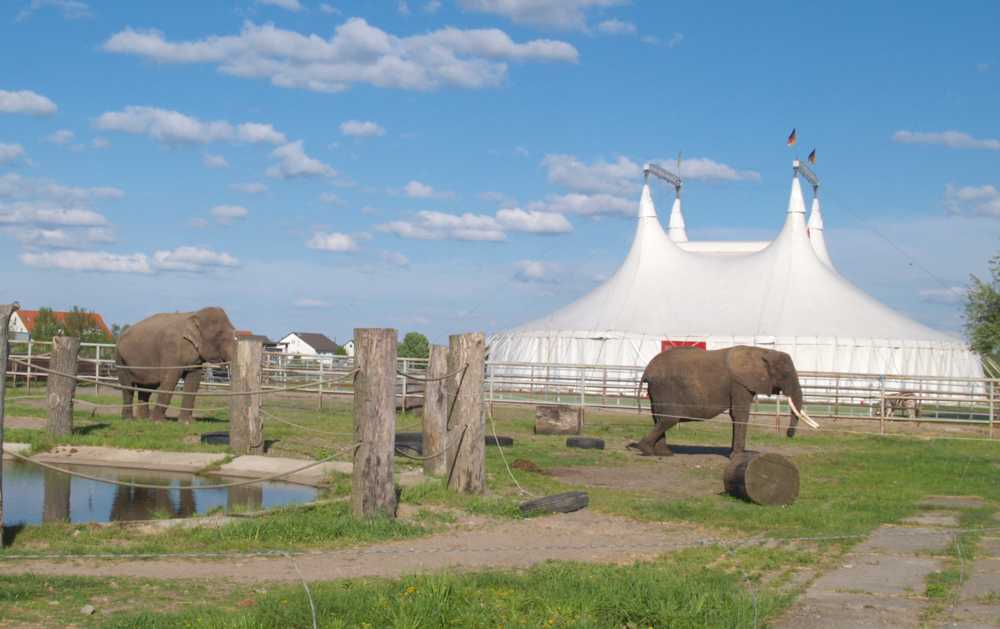 Elefanten und Zelt